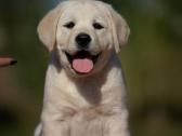Kilmingi Labradoro retriverių veislės šuniukai - nuotraukos Nr. 27