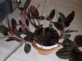 Ludisija discolor-orchidėja - nuotraukos Nr. 12