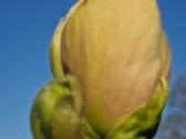 Magnolijos - nuotraukos Nr. 2