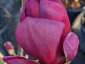 Magnolijos - nuotraukos Nr. 6