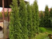 Kolonines tujos Columna 2.5 m. - nuotraukos Nr. 4