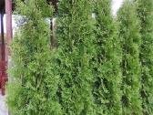 Kolonines tujos Columna 2.5 m.
