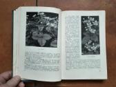 V. Venskutonis "Sodininkystė" 1966 metai - nuotraukos Nr. 5