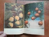 V. Venskutonis "Sodininkystė" 1966 metai - nuotraukos Nr. 11