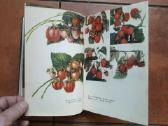 V. Venskutonis "Sodininkystė" 1966 metai - nuotraukos Nr. 12