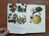 V. Venskutonis "Sodininkystė" 1966 metai - nuotraukos Nr. 13