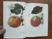 V. Venskutonis "Sodininkystė" 1966 metai - nuotraukos Nr. 14