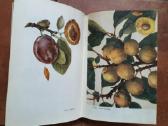 V. Venskutonis "Sodininkystė" 1966 metai - nuotraukos Nr. 18