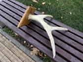 Bizono ragu kolekcija, pakaba is rago - nuotraukos Nr. 3