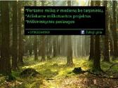 Miškotvarkos projektai - Mišku supirkimas - nuotraukos Nr. 2