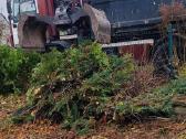 Pavojingų,avarinių medžių pjovimas, sklypų valymas - nuotraukos Nr. 10
