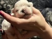Maltos bišonai - nuotraukos Nr. 12