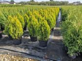 Tujos - Brabant, Smaragd, Golden Smaragd - nuotraukos Nr. 18
