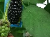 Figmedžių, gervuogių, vynuogių, bruknių sodinukai. - nuotraukos Nr. 5