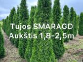 Tuja SMARAGD - nuotraukos Nr. 18