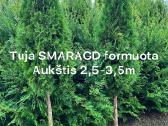 Tuja SMARAGD - nuotraukos Nr. 8