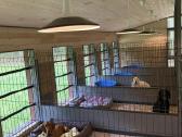 Šunų viešbutis tarp Vilniaus ir Kauno-elektrėnuose - nuotraukos Nr. 5