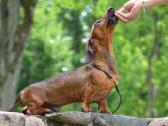 Nykštukiniai - triušiniai taksiukai - nuotraukos Nr. 6