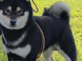 Shiba inu patinas kergimui.