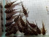 236. 5-6m parduodami po 10vnt+1dowanu. siunciu. - nuotraukos Nr. 4