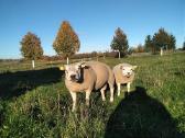 Parduodamos Texel avytės veislei ir mišrūnes. - nuotraukos Nr. 3
