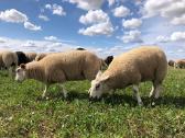 Parduodamos Texel avytės veislei ir mišrūnes.