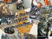 Vaivorykštinis Upėtakis - nuotraukos Nr. 3
