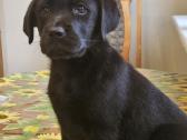 Juodi kilmingi labradoro Retriveriai Angelų Rojus - nuotraukos Nr. 9