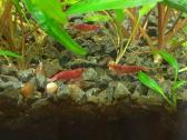 Red cherry - nuotraukos Nr. 31