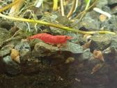 Red cherry - nuotraukos Nr. 32