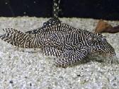 L šamai, pleco, žuvys, žuvytės - nuotraukos Nr. 7