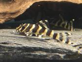 L šamai, pleco, žuvys, žuvytės - nuotraukos Nr. 8