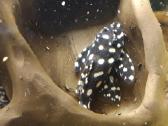 L šamai, pleco, žuvys, žuvytės - nuotraukos Nr. 9