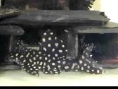 L šamai, pleco, žuvys, žuvytės - nuotraukos Nr. 10