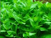 Akvariumo augalai - 10ct/vnt. - nuotraukos Nr. 19