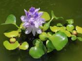 Akvariumo augalai - 10ct/vnt. - nuotraukos Nr. 20