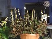 Ludisija discolor-orchidėja - nuotraukos Nr. 4