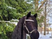 Hobby horse žaisliniai arkliukai - nuotraukos Nr. 15