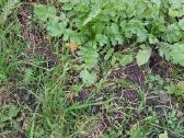 Parduodame Grūdus - nuotraukos Nr. 12
