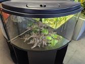 Kampininis akvariumas 210l su dangčiu ir lempomis - nuotraukos Nr. 3
