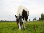 Stiklo pluošto kuolelis elektriniam piemeniui - nuotraukos Nr. 7