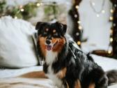 Australų aviganiai su Fci dok. merle €1600 - nuotraukos Nr. 7