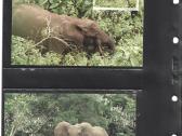Wwf albumai - nuotraukos Nr. 6
