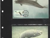 Wwf albumai - nuotraukos Nr. 15