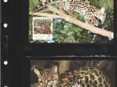 Wwf albumai - nuotraukos Nr. 23