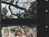 Wwf albumai - nuotraukos Nr. 38