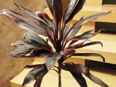 Kambarinė gėlė"cordyline". - nuotraukos Nr. 4