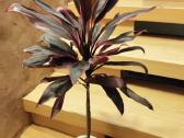 Kambarinė gėlė"cordyline". - nuotraukos Nr. 5