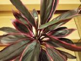 Kambarinė gėlė"cordyline".