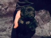 Šiperkas / Schipperke / šuniukai - nuotraukos Nr. 2